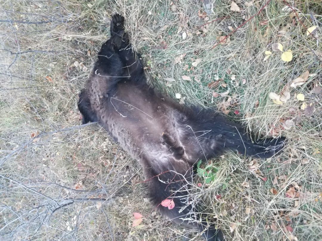 Hunting trophy